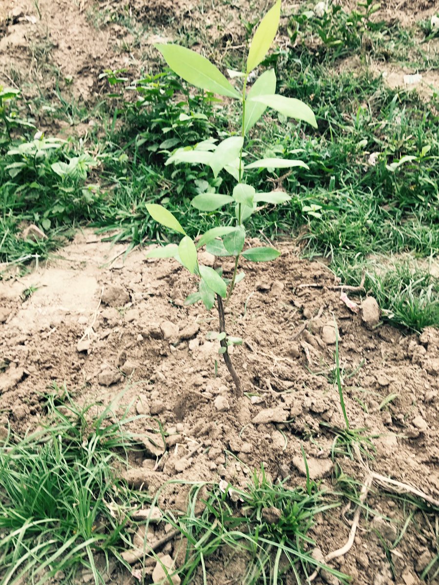 Rootsofhappine2's tweet photo. #treeplantation #greengurugram #ROOTSOFHAPPINESSNGO #HARIYALI https://t.co/rggY8ckmFv