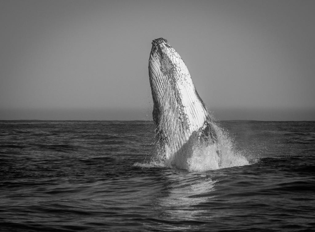 Knysnawhales's tweet photo. This was what we experienced this week!! @gotravelbug @MarineWildSA @Monique_PR_ @SouthAfricaANZ  @southafricaTO @ShotLeft #wowsouthafrica https://t.co/Tk7PhFdkvk