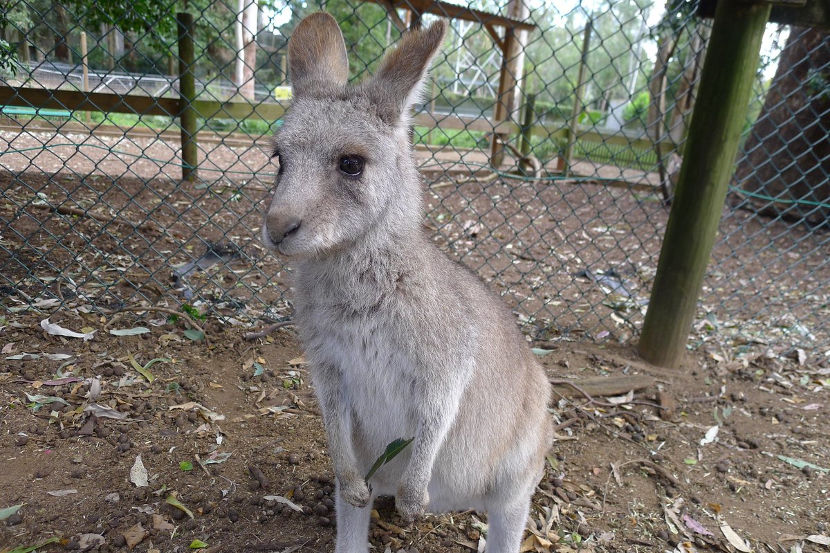 へむりく カンガルーかわいい