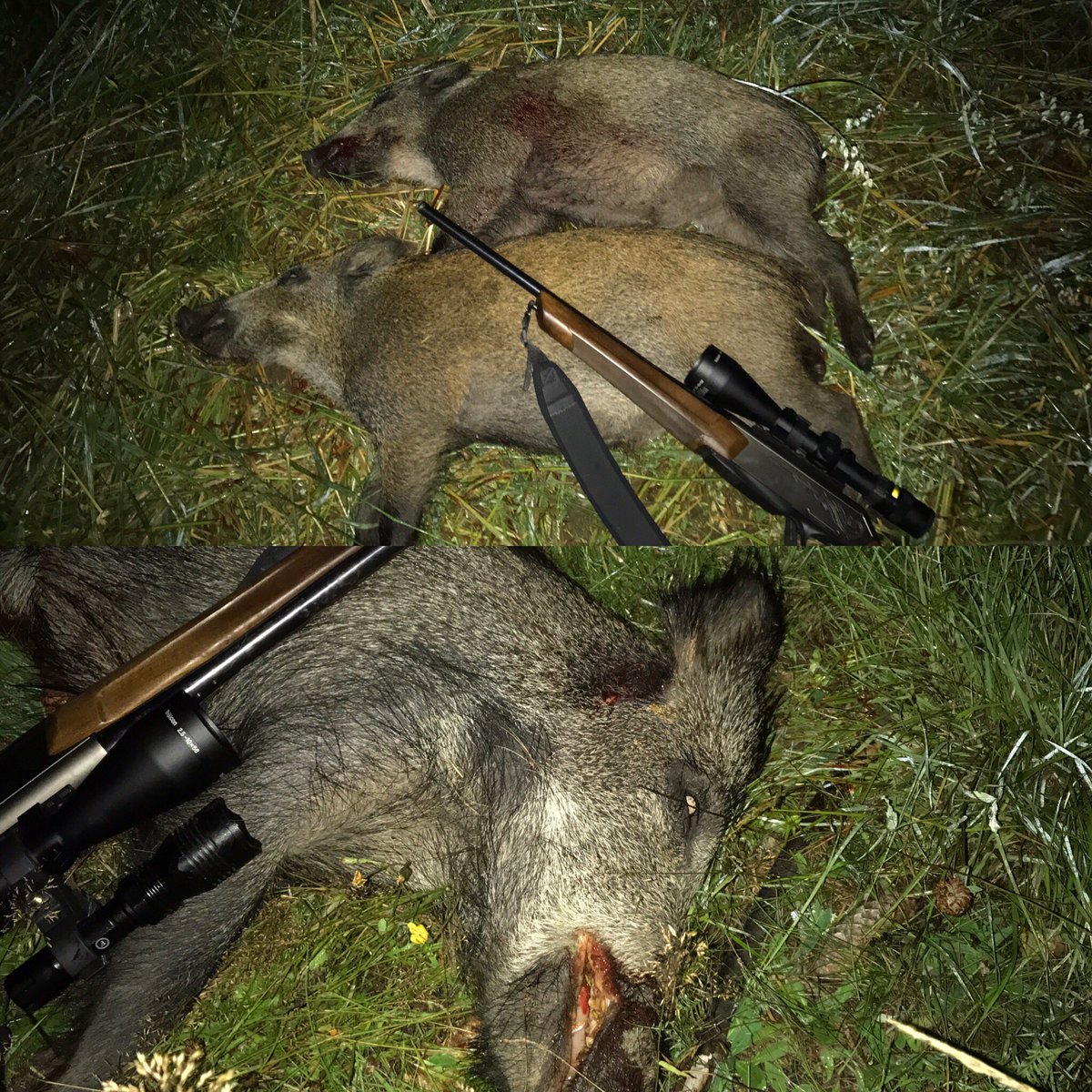 Daniel Hjort tweet media