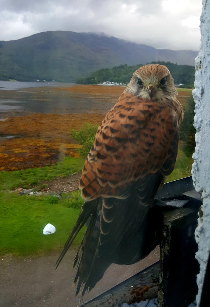 <a href="/RSPBScotland/">RSPB Scotland</a> <a href="/wildscotland/">Wild Scotland</a> Opened the curtains this AM. #Kestral perched on roof gutter. #birds #raptor #wildlife #Glencoe   #LoveScotland