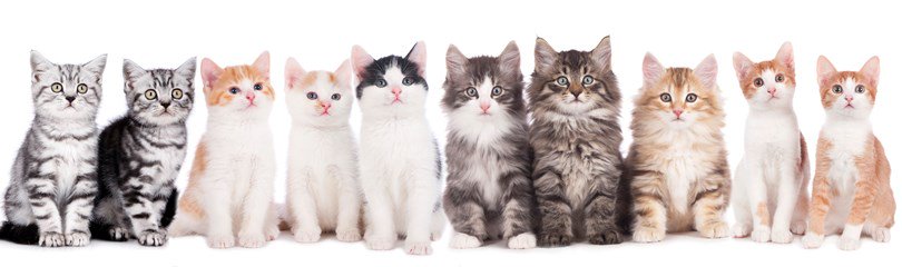 kittygram56's tweet photo. all my kittens https://t.co/AIqq6eHXPQ
