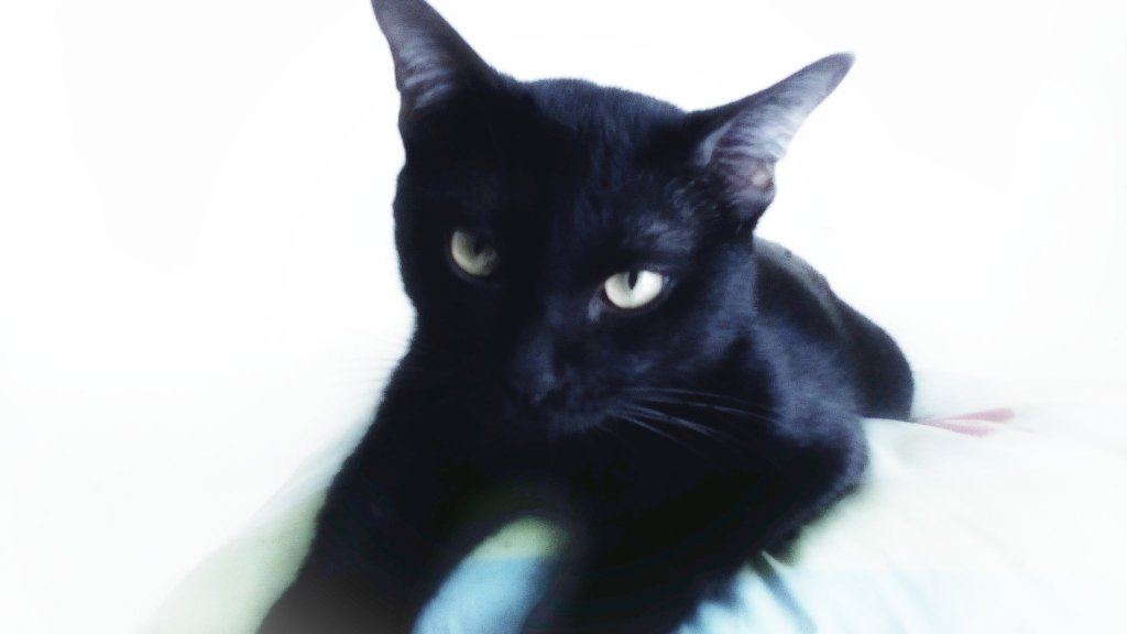 ynneimizeb's tweet photo. #blackcatappreciationday2017 https://t.co/3tsuG3I3pw