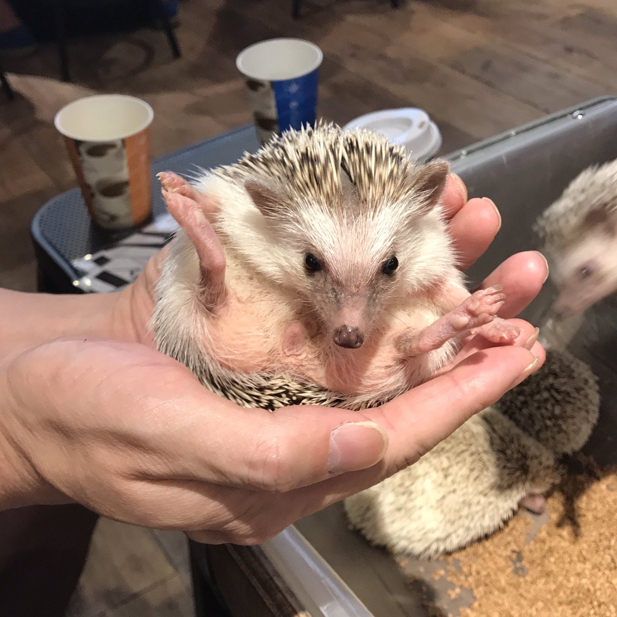 すばやい心 Sur Twitter ハリネズミカフェ なんか緩やかな動物虐待な気がして乗り気でなかったが 可愛えぇ すばやい心 Sur Twitter ハリネズミカフェ なんか緩やかな動物虐待な気がして乗り気でなかったが 可愛えぇ