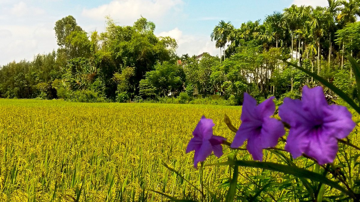 winterghost1970's tweet photo. Beautiful Cam Kim island, Hoi An, Vietnam
#HoiAn #Vietnam #vietnamese #CamKimIsland #travel #photography #locals #rural #scenery #summer https://t.co/IR7JlbStWo