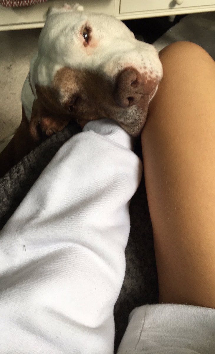 athenaw_'s tweet photo. Worst part of being away from home, lu dog https://t.co/WFGYokPOR4