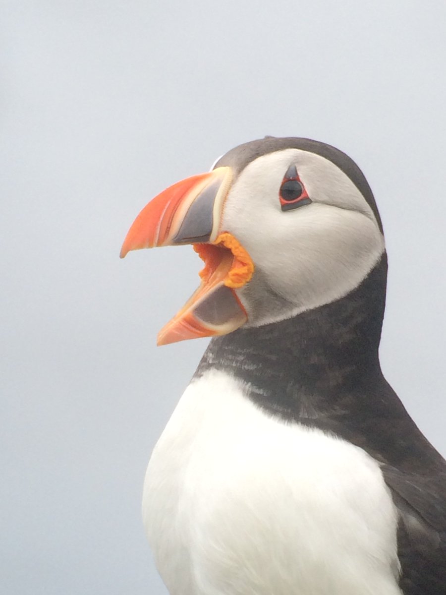 So the last of the Puffins from east coast coloines; Isle of May, Farne Islands and Coquet Island have now virtually gone. Back next March!