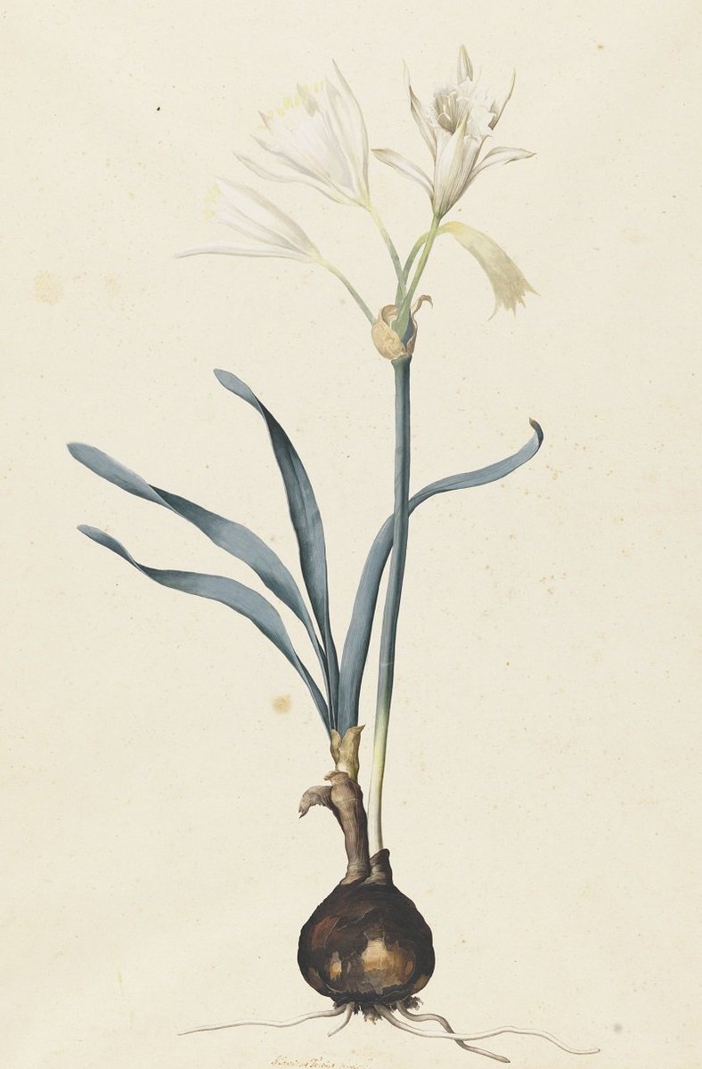 UffiziGalleries's tweet photo. #Almarecon #JacopoLigozzi! Pancratium maritimum: Giglio di mare/See lily 1580c. #GDS #Uffizi Tempera on parchment #SummerTime https://t.co/Fctk4vK1m8