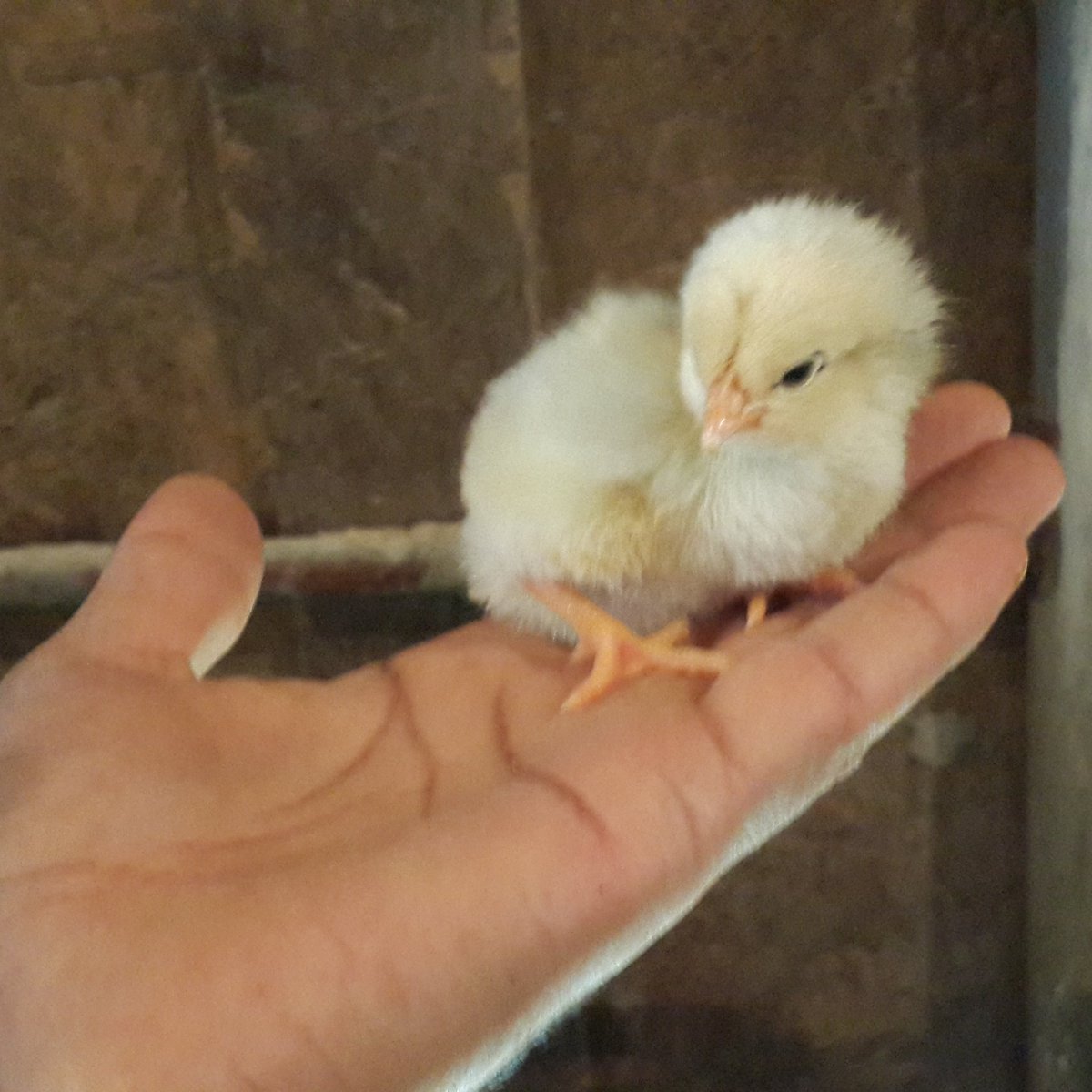 cetin gül (@cetingl_23) on Twitter photo 