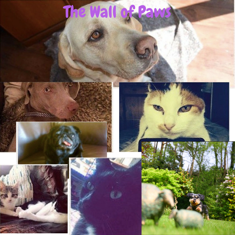 2PurePetFresh's tweet photo. Introducing The Wall of Paws. Each month we’ll be posting photos of pets from our community. If you’d like to include your pet, message us! https://t.co/LlNDy9xnXH