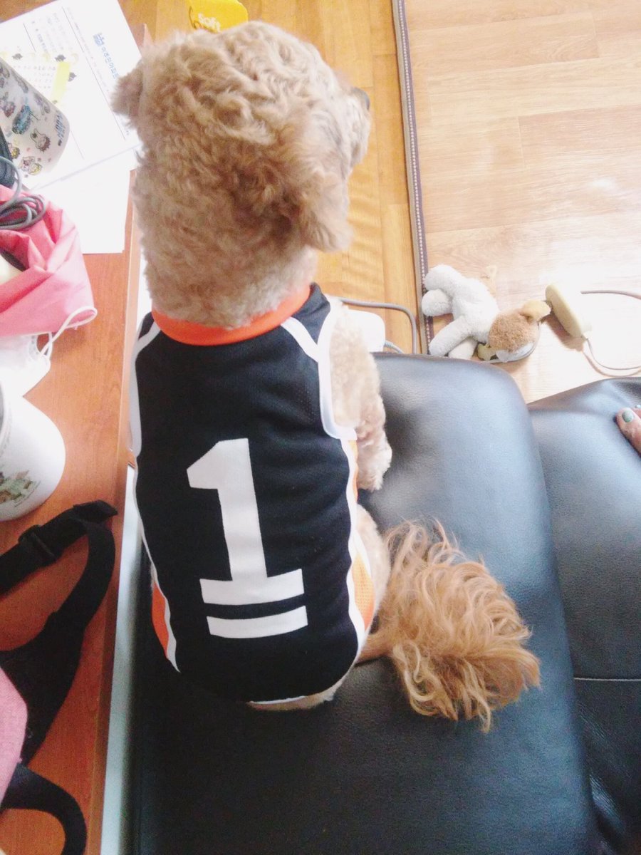 Eungnyo's tweet photo. @HQ_PET 옷 왔습니다!! 저희집 멈무이 이름이 '산'인데 다이치 옷 입으니 다이치상이 됐네요ㅎㅎㅎ 산이가 오이카와 옷 입어보더니 다이치 옷 보고 빨리 입혀달라구 조르더라구요ㅋㅋㅋㅋㅋ 저번에 저번에 구매해서 받은 페이퍼토이도 잘 있습니당!!ㅋㅋㅋㅋ https://t.co/gelOC4rz3f