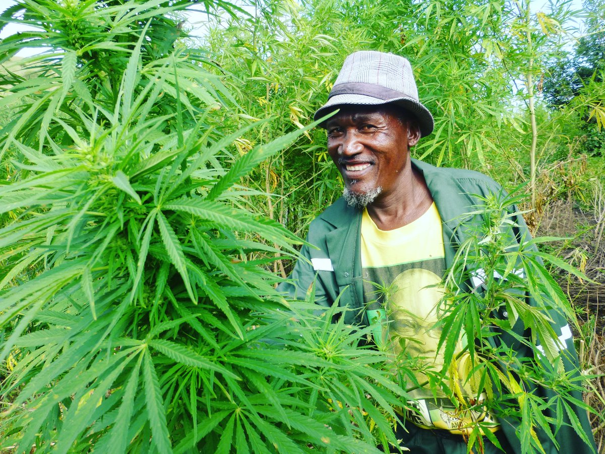 ANCYL_'s tweet photo. Legalize Medical Dagga now. https://t.co/zCSXOnwz8s #Dagga #Cannabis #Marijuana #MedicalDagga #MedicalCannabis #MedicalMarijuana #Hemp #ANC https://t.co/0bOle5DxmS