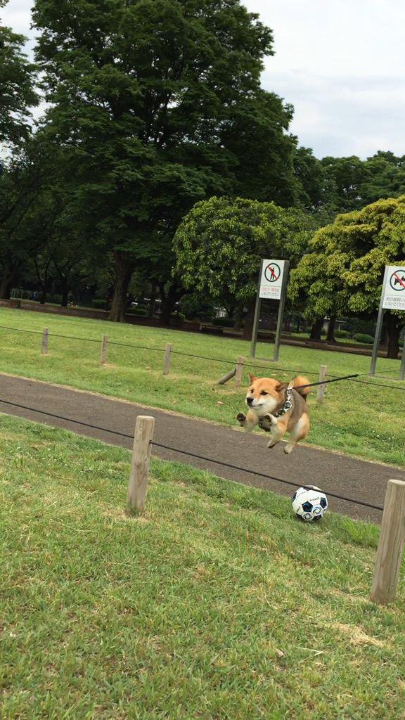 u17umbrellat's tweet photo. 【癒し動物】コケちゃった！(◎_◎;)（´ヘ｀；）とほほ・・ https://t.co/K0rhxuJBRi