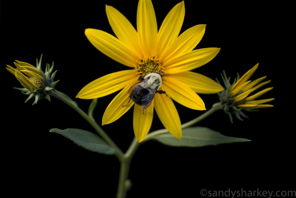 SandySharkey's tweet photo. Thrilled to host #BeeInThePhoto workshop for kids this Saturday at @AgMuseum! @GardenPromenade Details: https://t.co/eDowY528Cz https://t.co/PQpkHpXhBV