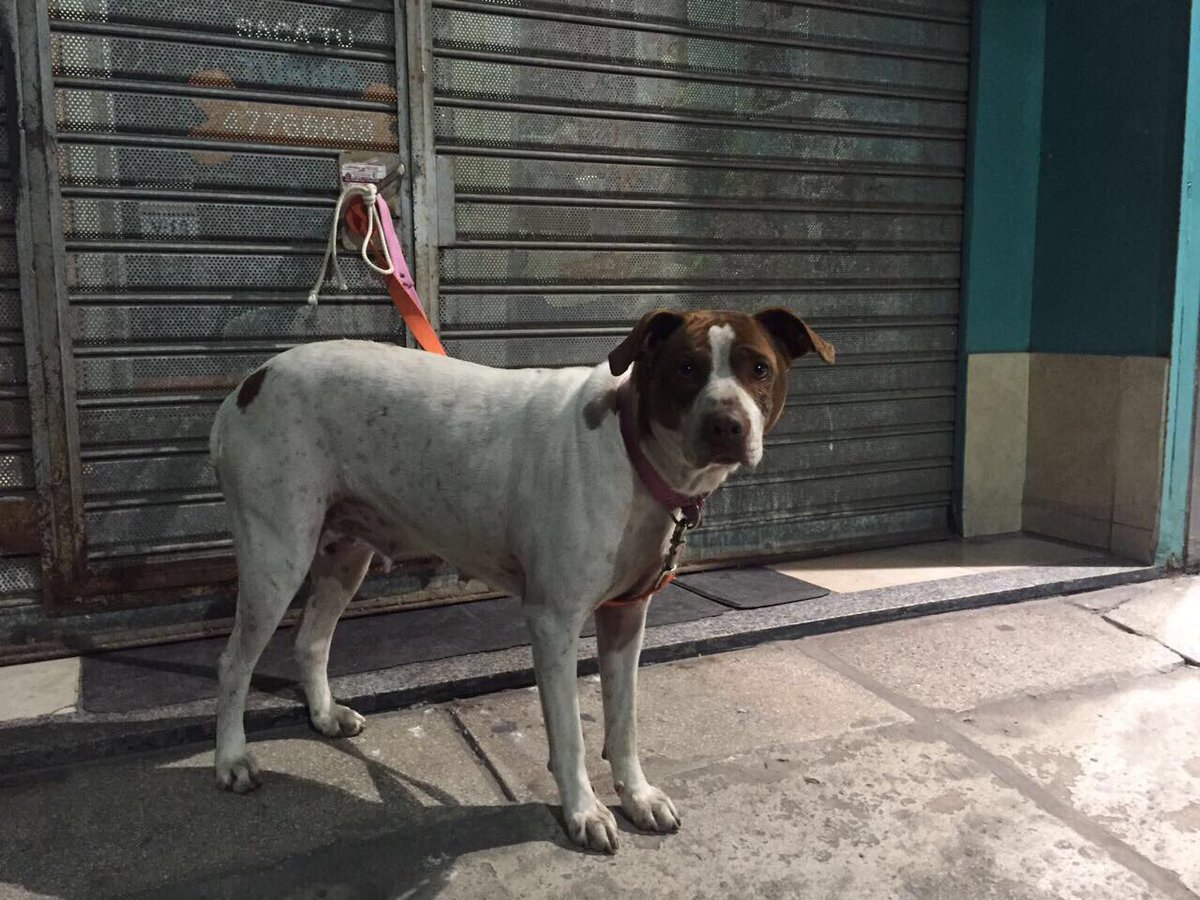 Mel_Lezcano's tweet photo. La dejaron abandonada en la puerta de una veterinaria 😔 hoy la tiene Belen en su csa pero necesita encontrar un hogar! Contacto 1133373322 https://t.co/cLHwVmqYgi