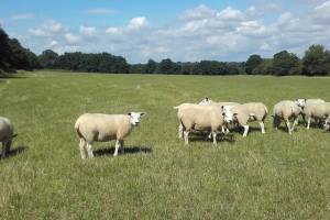 sellmylivestock's tweet photo. For sale: 50 Pedigree Texel Breeding Ewes - Kent "Dispersal sale, Aragon Flock" @Britishtexel https://t.co/WjTazM92VI https://t.co/XpHG0viYIs
