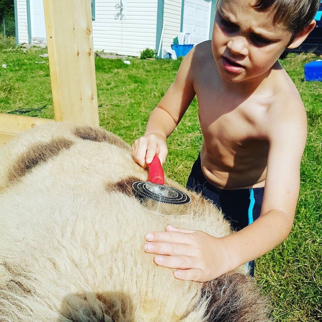 NesFarm's tweet photo. Teaching gentleness
#JacobSheep #Sheep365 #OntWool https://t.co/1b0IaEFRkB https://t.co/0Ijf7D3HlA