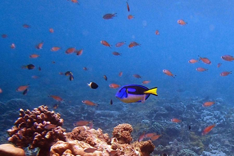 coralspiritkeny's tweet photo. #coralspirit offers something for everyone. Fun dives and for the experienced diver. #Dianibeach over 20 world class diving sites https://t.co/3pejSLEKnL