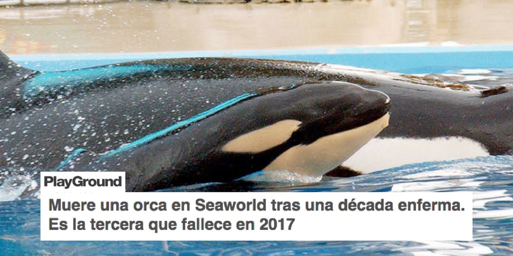 PartidoPACMA's tweet photo. 🐋 Una vida llena de privaciones llega a su fin.

Kasatka era obligada a actuar hasta 8 veces al día estando enferma https://t.co/nrPmQOng3P https://t.co/ZNoG3TzDl1
