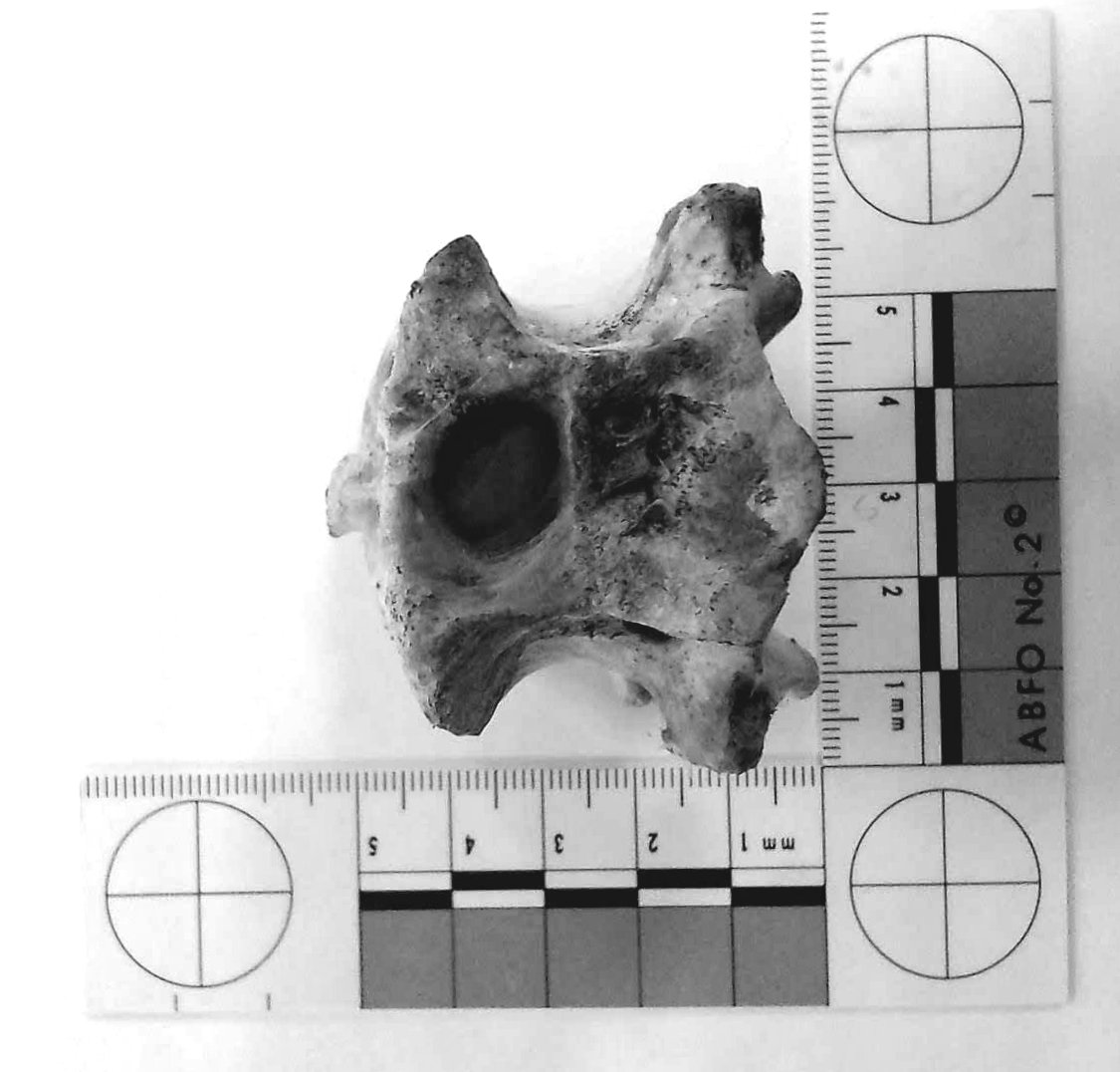 RSSS_SCSImikeC's tweet photo. Another great mobile tablet #boneid from @AlectoForensics today thankyou! about 30 minutes to confirm remains "not human" #RSSS #CSI ππππ? https://t.co/yLkCFUL4BS