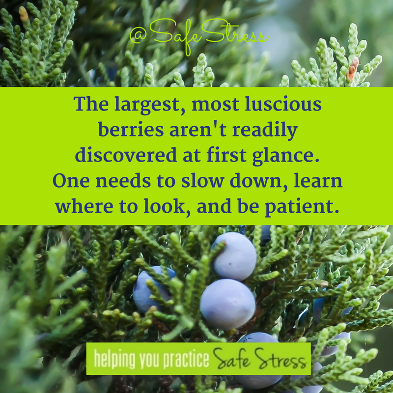 The blueberry patch serves as a metaphor for some of life's juicy, BIG lessons. #ThursdayThoughts #PracticeSafeStress #FindYourSanctuary