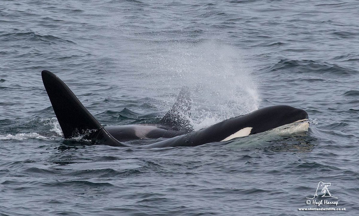 HughHarrop's tweet photo. It has been an amazing spring and summer for Orca encounters here in Shetland. Here are just a few of my favourite moments. https://t.co/ILIindAtE2