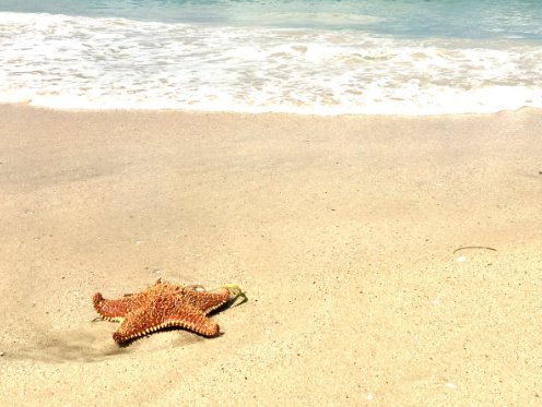 Tamarindbeach_'s tweet photo. A Sunday to leave you starry eyed 🌟 https://t.co/pUnJVoOih3 📷: @AssiettesG #travel #Caribbean https://t.co/SP2syDLmHM