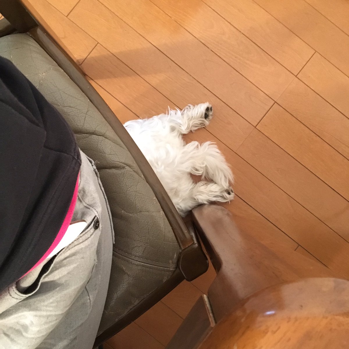 tokyounosuke's tweet photo. 頭隠して(＾ω＾)
#ウエストハイランドホワイトテリア https://t.co/qqWDVgGiy7