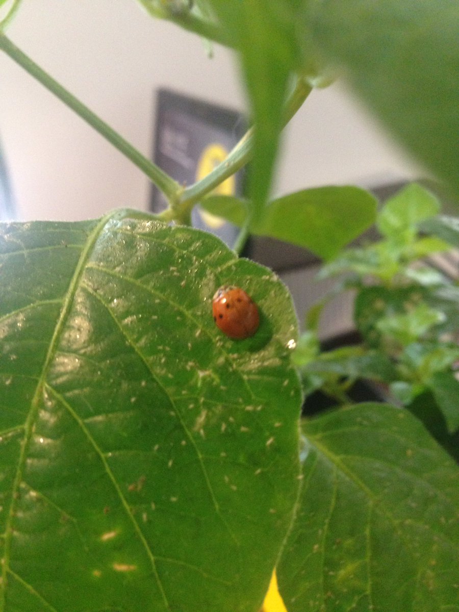 Aphids love chili plants, time for some organic pest control. 🐞