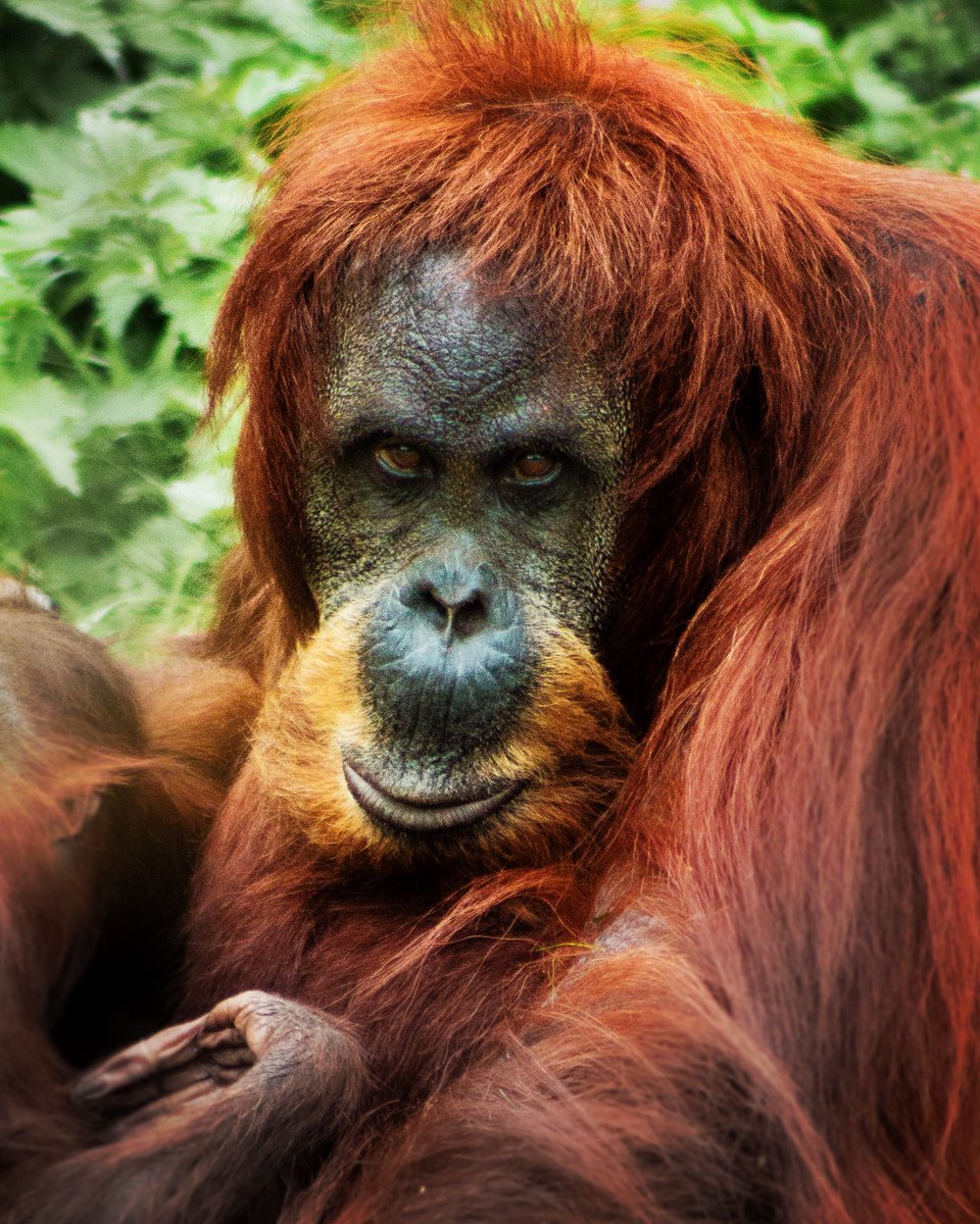 LRphotographic's tweet photo. That look of "I am not posing anymore, move along" @chesterzoo https://t.co/3nadLIwDQS