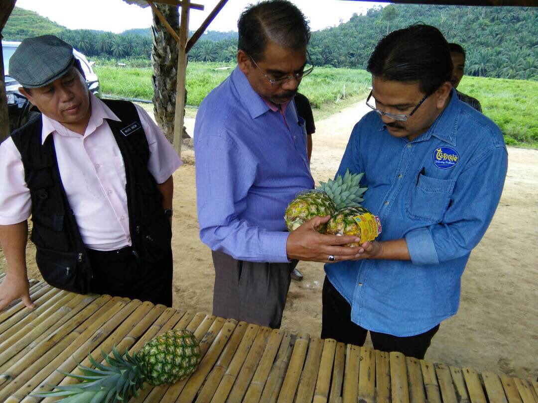 jabarsm's tweet photo. Ingat NAZA bukan saja kereta tapi nanas MD2 Tropicale...lawatan ladang nanas MD2 di Raub https://t.co/r0SClwIDJV