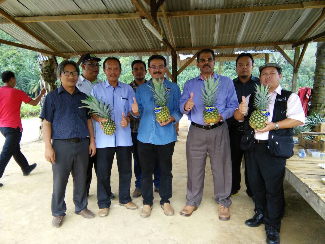 jabarsm's tweet photo. Ingat NAZA bukan saja kereta tapi nanas MD2 Tropicale...lawatan ladang nanas MD2 di Raub https://t.co/r0SClwIDJV