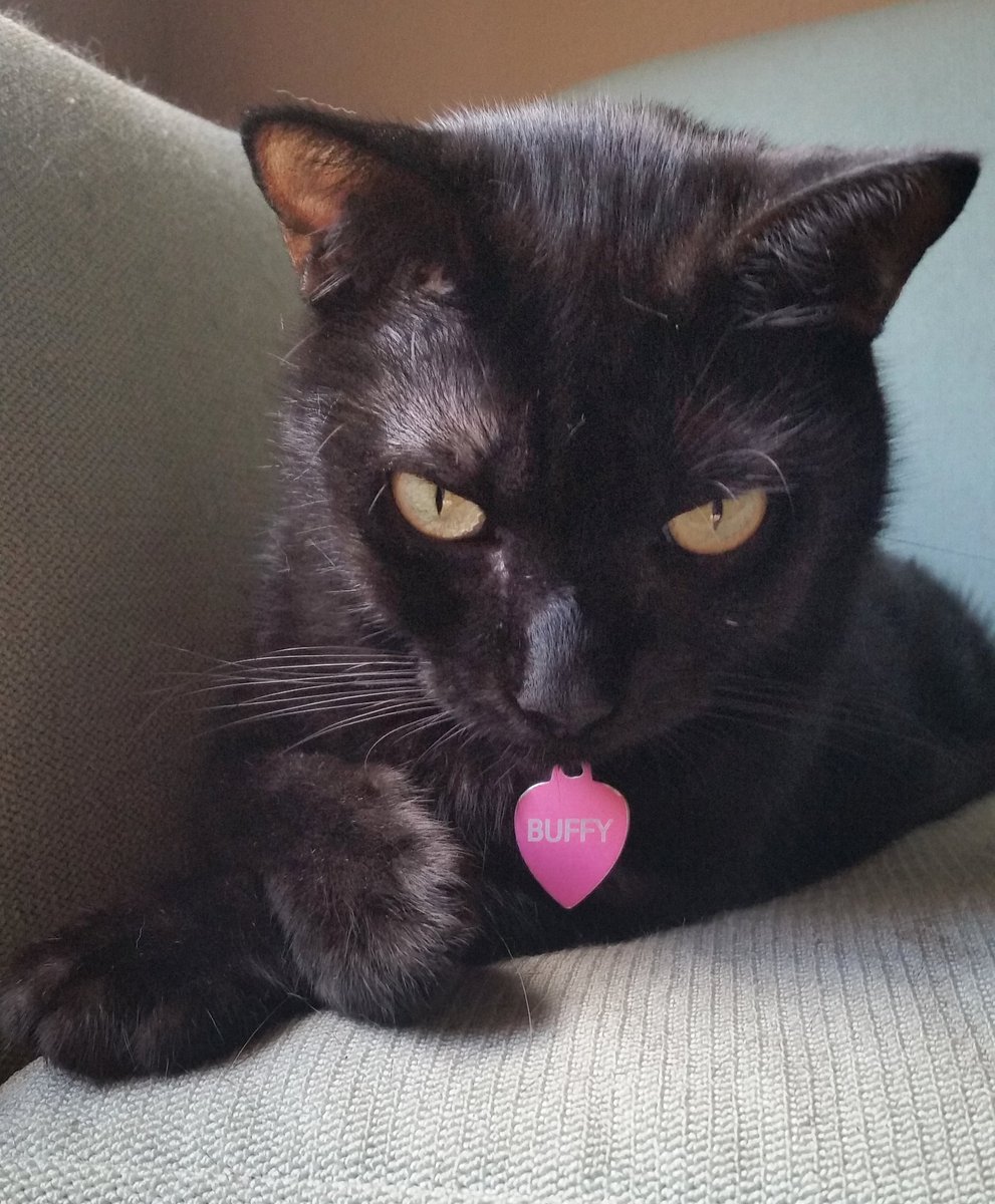 BuffyScratches's tweet photo. To all my #panfur friends, Happy #BlackCatAppreciationDay! Let the appreciating begin! #AdoptDontShop https://t.co/xOJTjs8UOg