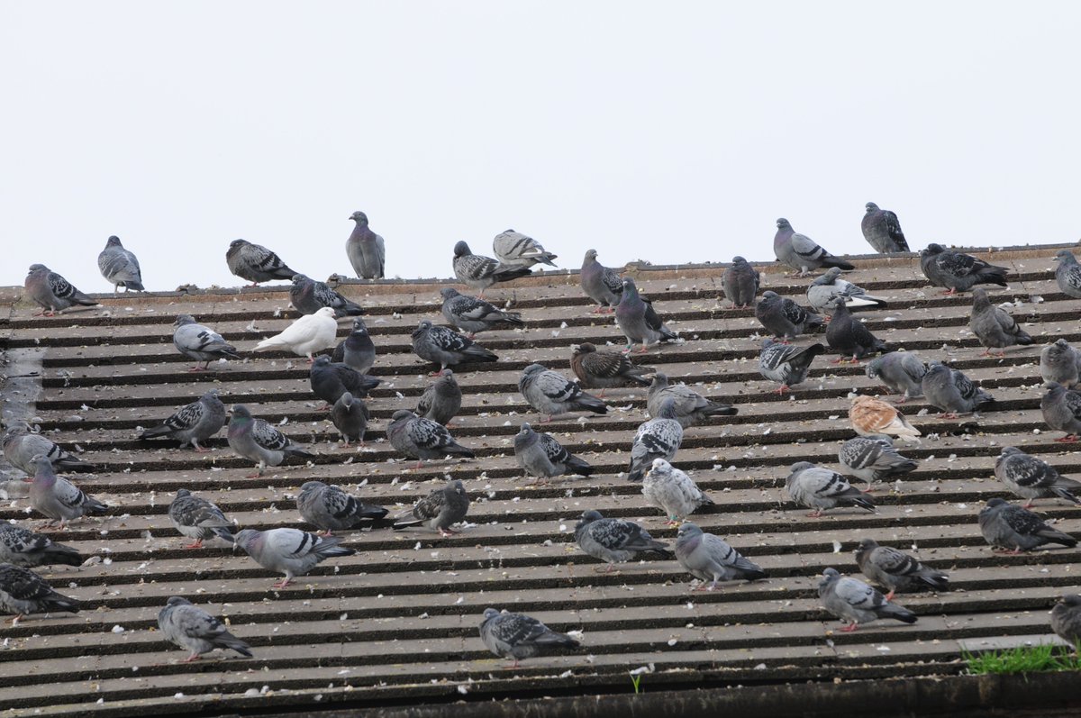 With a #ProvenRecord of solving #BirdProblems in an #EcoFriendly manner we are THE company to solve your #PestBirds #Pigeons #Gulls problems