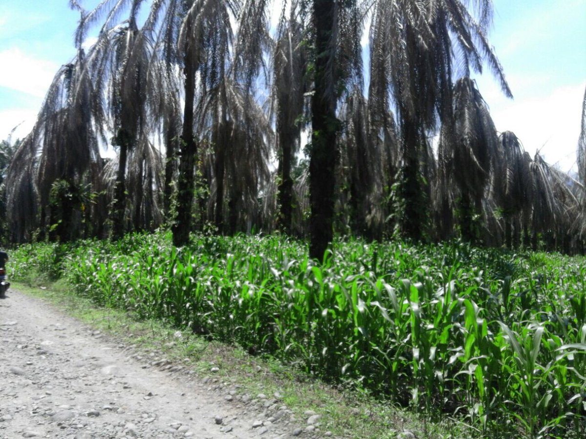 fkp2indonesia's tweet photo. Indonesia Merdeka, Pangan Terpenuhi, Impor NO, teruskan menanam jagung dikebun kita @jokowi @Amran_Sulaiman1 #sumbar #perkebunanjaya #fkp2i https://t.co/AYu565aKdA