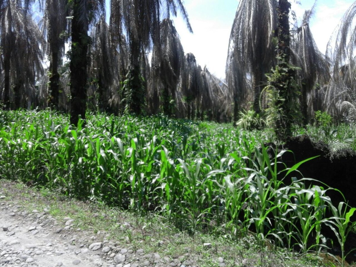 fkp2indonesia's tweet photo. Indonesia Merdeka, Pangan Terpenuhi, Impor NO, teruskan menanam jagung dikebun kita @jokowi @Amran_Sulaiman1 #sumbar #perkebunanjaya #fkp2i https://t.co/AYu565aKdA