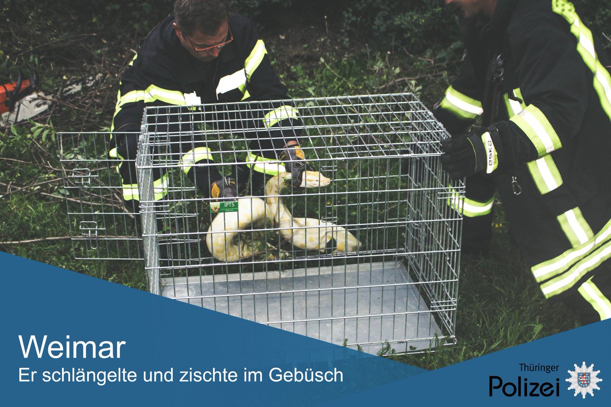 Polizei_Thuer's tweet photo. 📣 "Die kleine #Schlange Kaa möchte aus dem #Tierheim abgeholt werden!" *zissssch* 🐍 #Tigerpython #Weimar
https://t.co/P5Z68IjYmO https://t.co/vbZGvevzGL