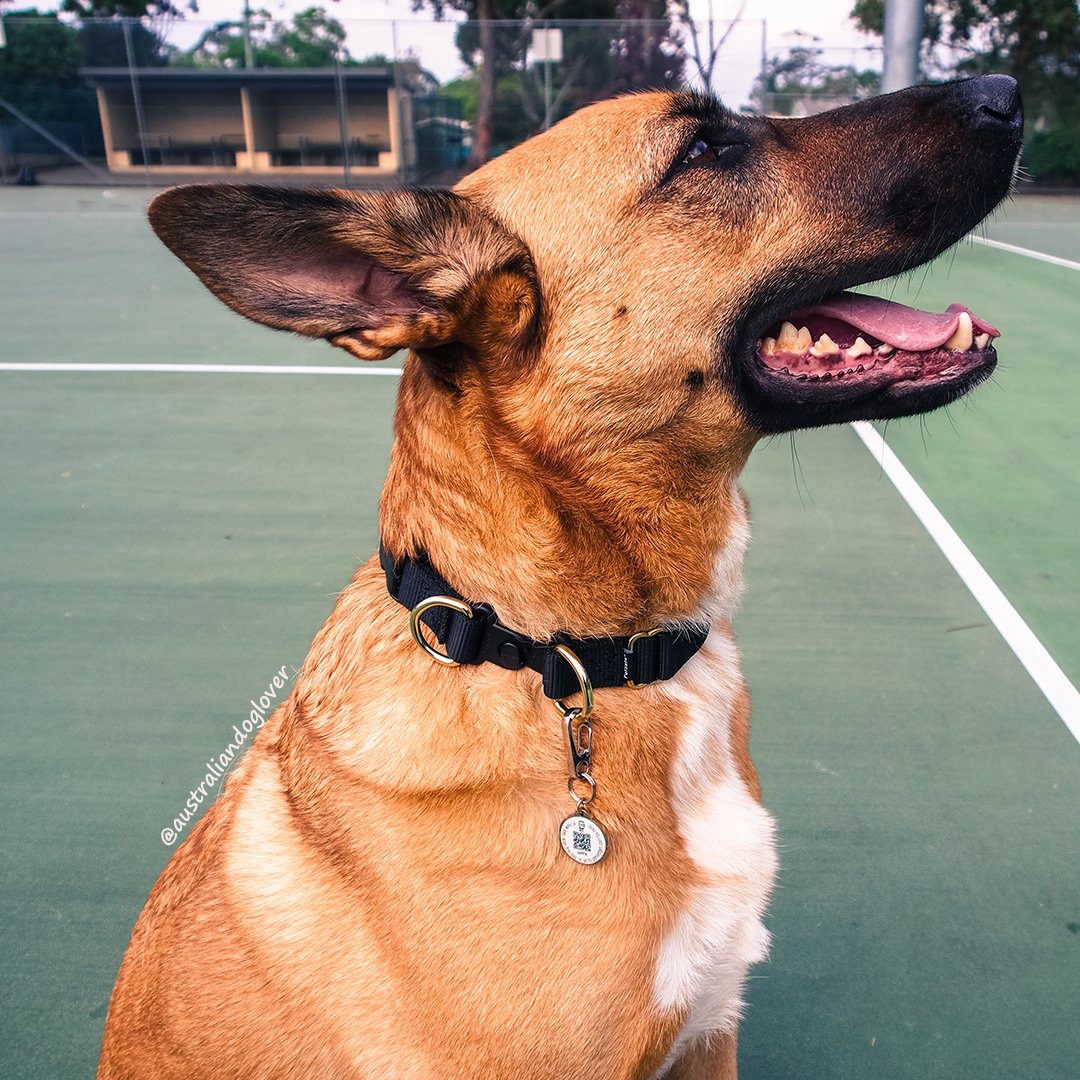 OzDogLover's tweet photo. Don't ever lose your #dog thanks to #PetWidget, a smart #Pet ID tag in a range of funky designs. Read our Review at https://t.co/1MJBW4S0Zs https://t.co/rLBq5DmMUv