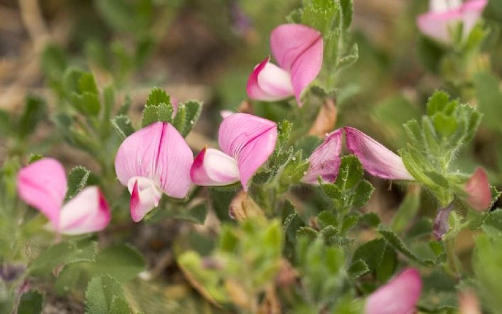 NE_Northumbria's tweet photo. August is a great time to see wildflowers on the Durham Limestone Coast @DurhamCoast #SeaRocket #SandLeek #SpinyRestharrow #YellowWort https://t.co/PN9lwSdm2D