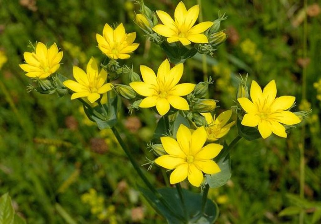NE_Northumbria's tweet photo. August is a great time to see wildflowers on the Durham Limestone Coast @DurhamCoast #SeaRocket #SandLeek #SpinyRestharrow #YellowWort https://t.co/PN9lwSdm2D