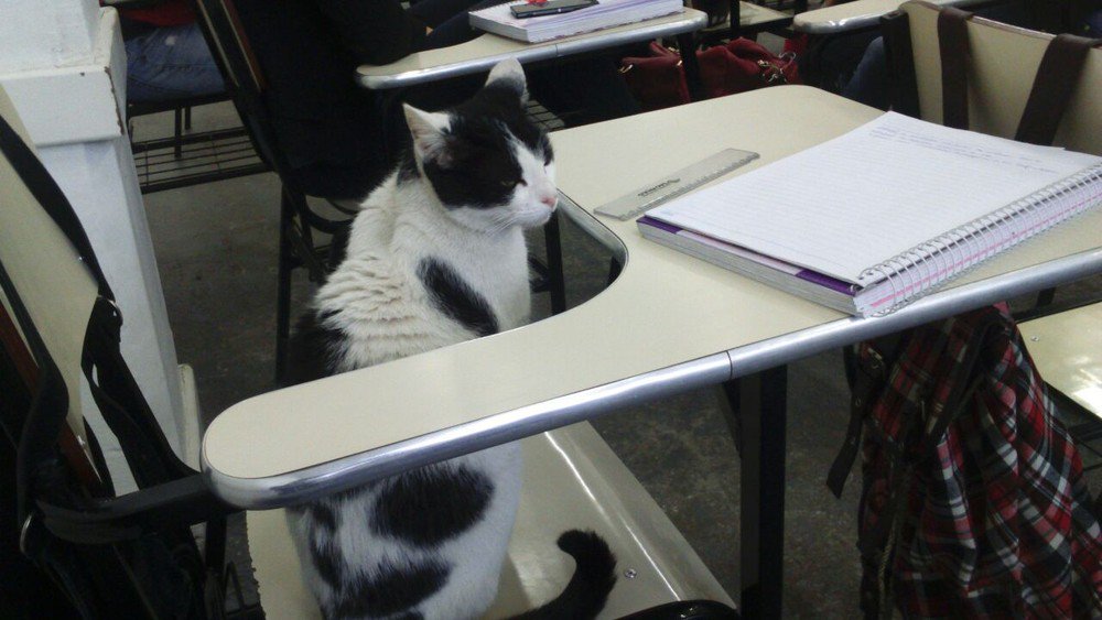 g1's tweet photo. Gato toma conta de carteira de estudante e 'assiste' a aula em faculdade no interior de SP https://t.co/LpNpwyIwCi #G1 https://t.co/tBIvlpDMm2