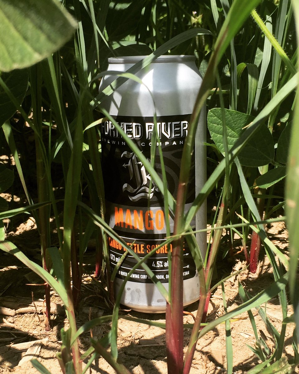 New mango sour by <a href="/forkedriverbrew/">Forked River Brewing Company</a> #CraftBeer