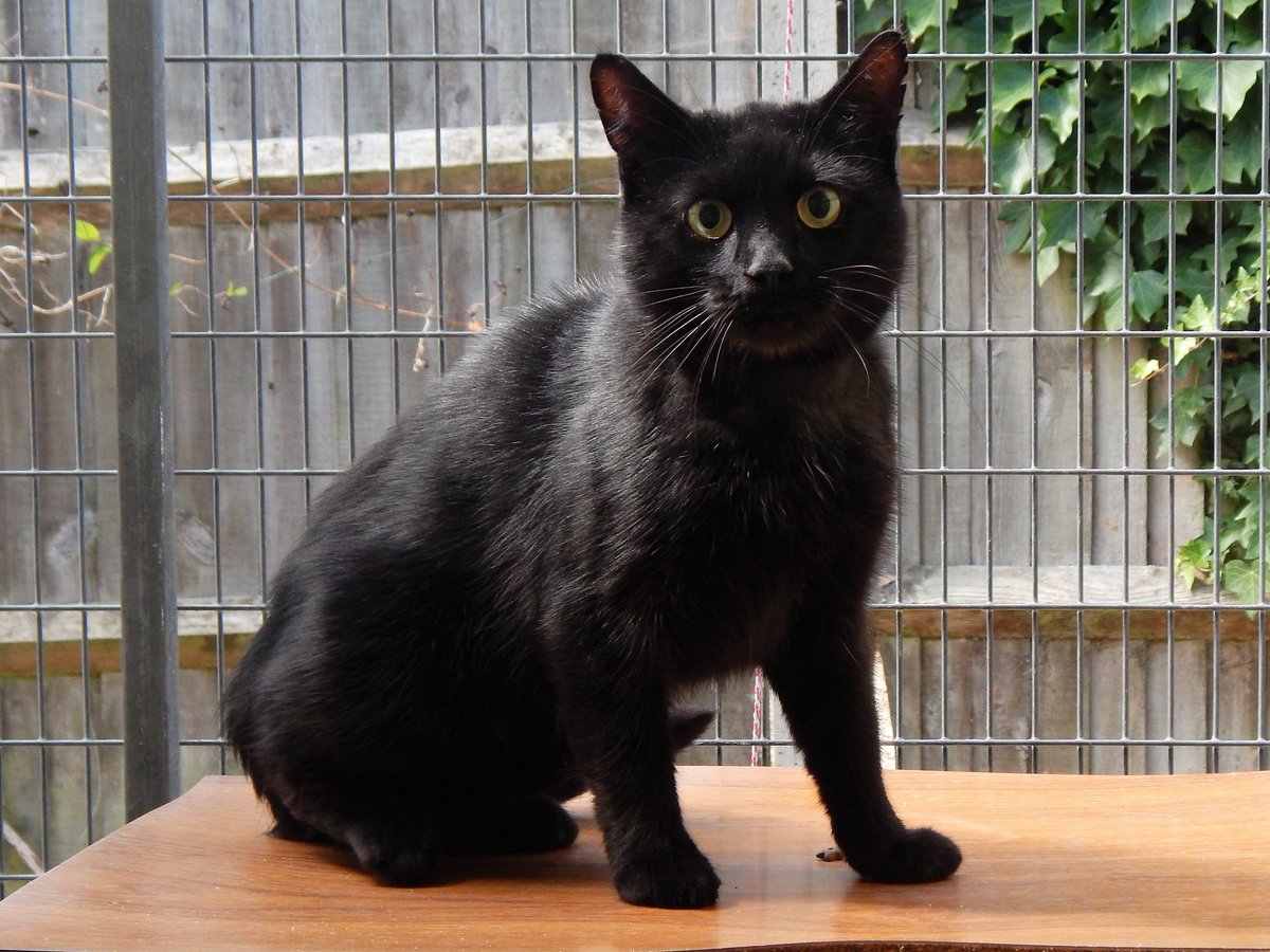 ark stubbington cats