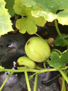 Squashes nearly ready! Crown Prince,kabocha,spaghetti #autumnsquash #harvest #buylocal