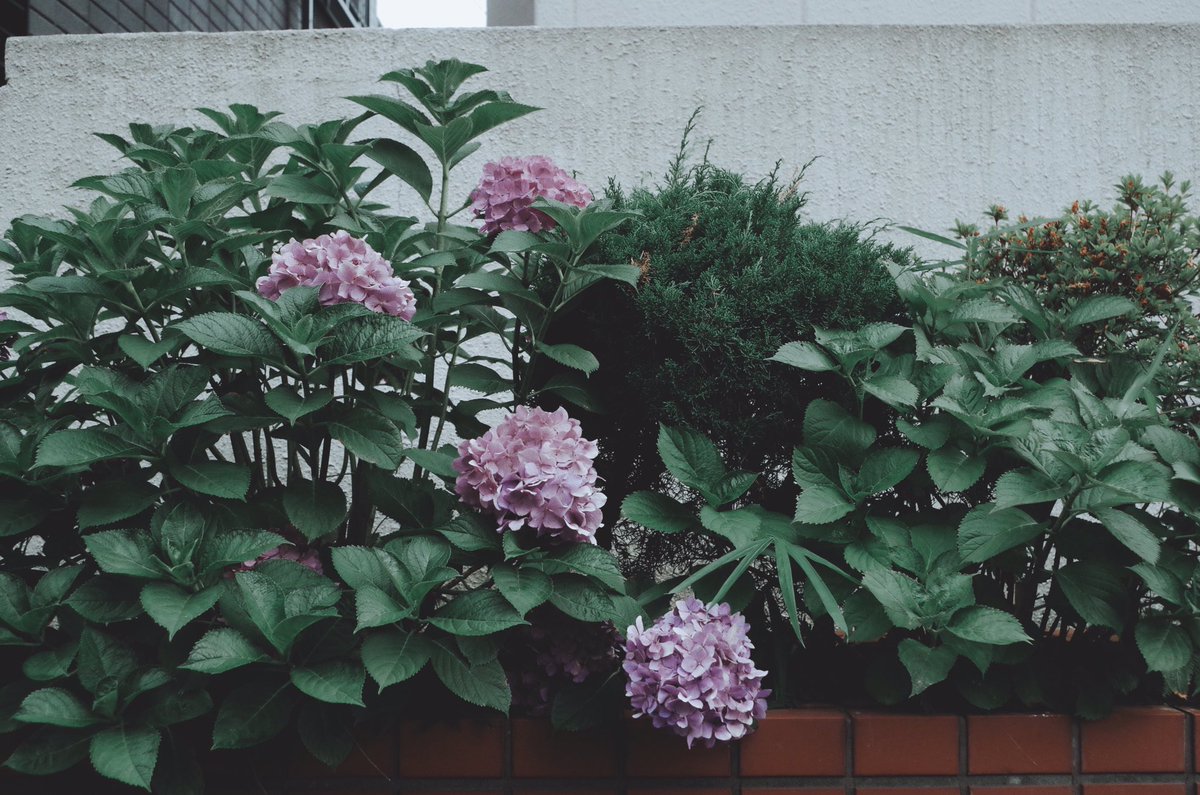 Macaroni_0874's tweet photo. とおせんぼ。

#ファインダー越しの私の世界 #写真撮ってる人と繋がりたい #写真好きな人と繋がりたい #photography #カメラ女子 #紫陽花 #梅雨 #おしゃんぽ #ふぉと https://t.co/WtRGbjIAOS