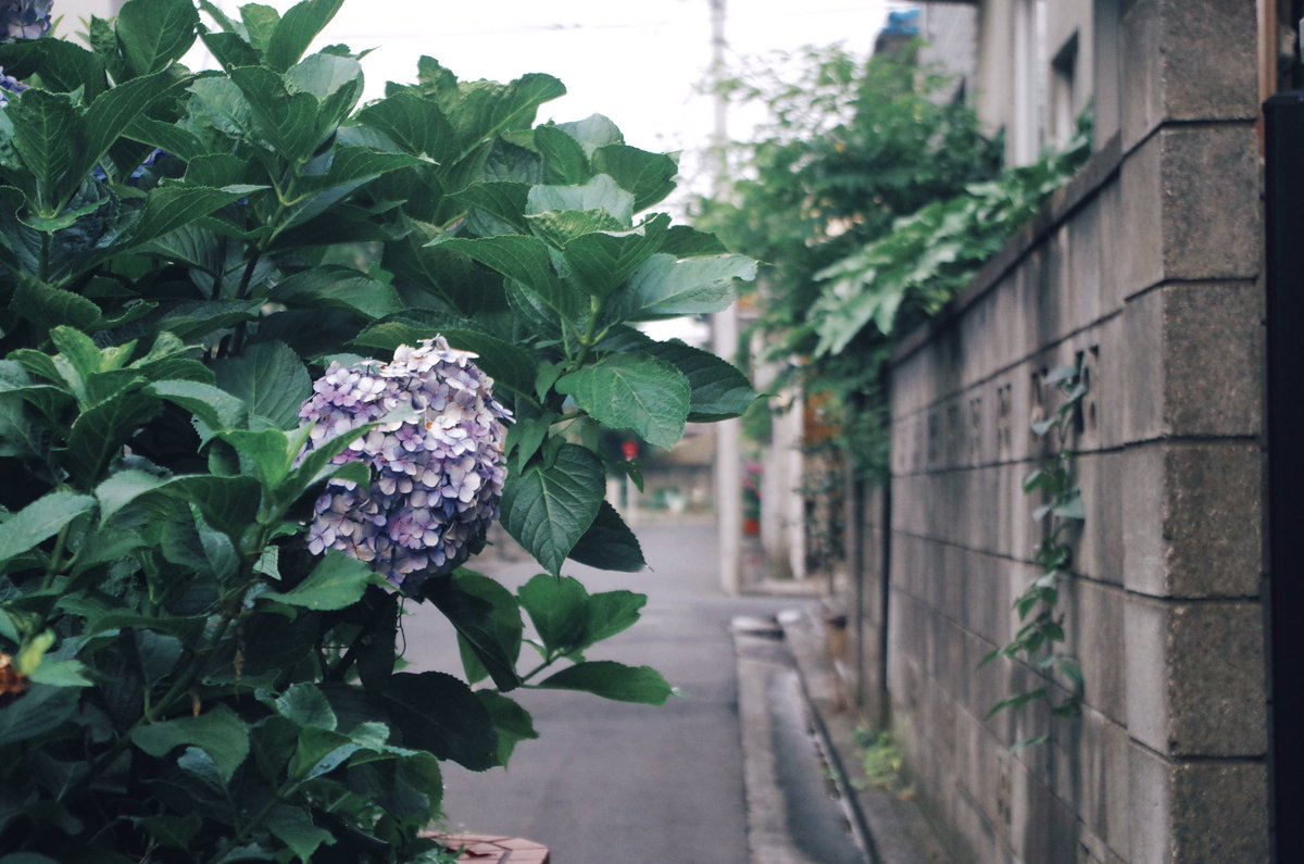 Macaroni_0874's tweet photo. とおせんぼ。

#ファインダー越しの私の世界 #写真撮ってる人と繋がりたい #写真好きな人と繋がりたい #photography #カメラ女子 #紫陽花 #梅雨 #おしゃんぽ #ふぉと https://t.co/WtRGbjIAOS
