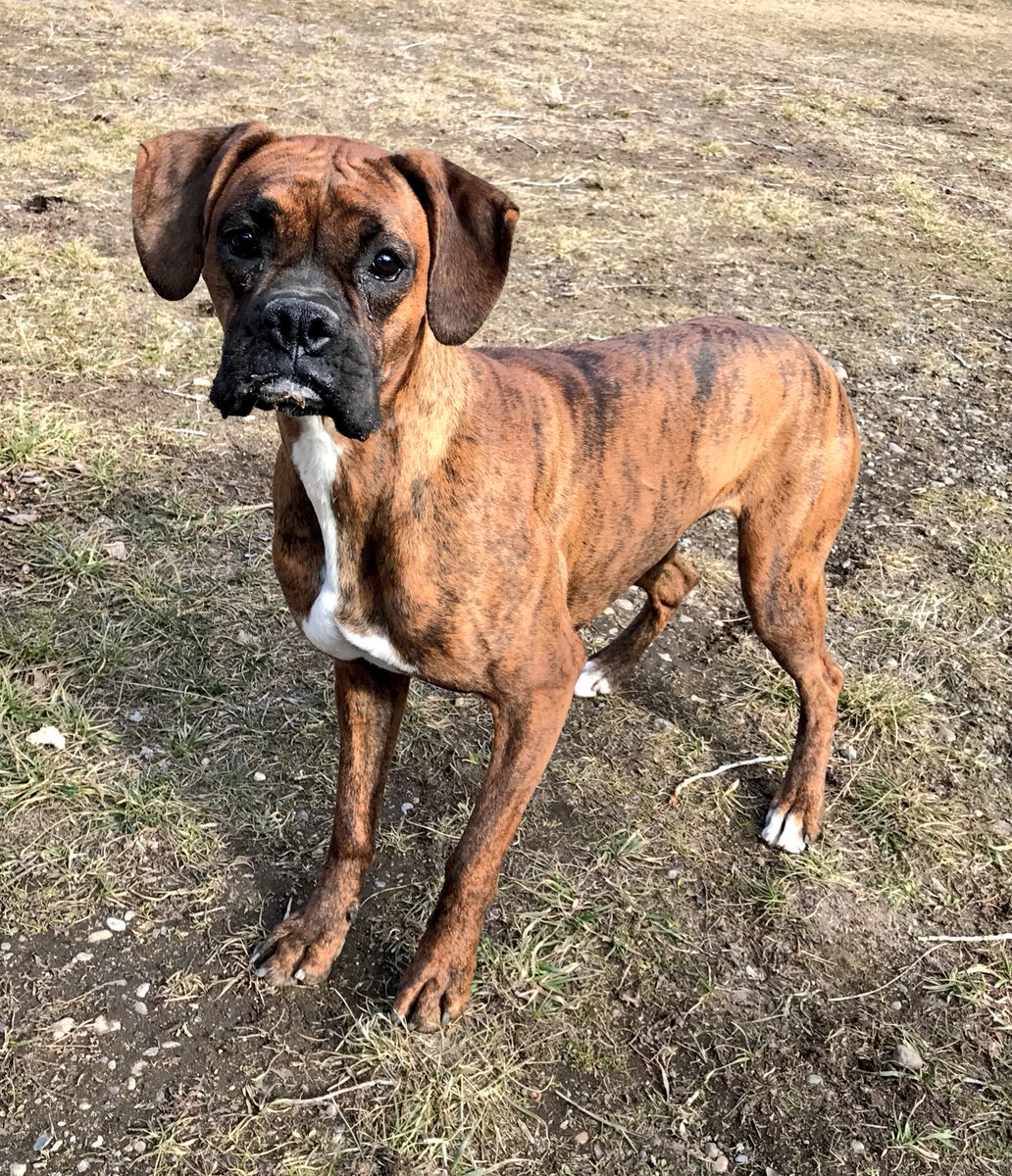 anita_llanca's tweet photo. #Mora #PerroBoxer https://t.co/oAwcy8bxGy