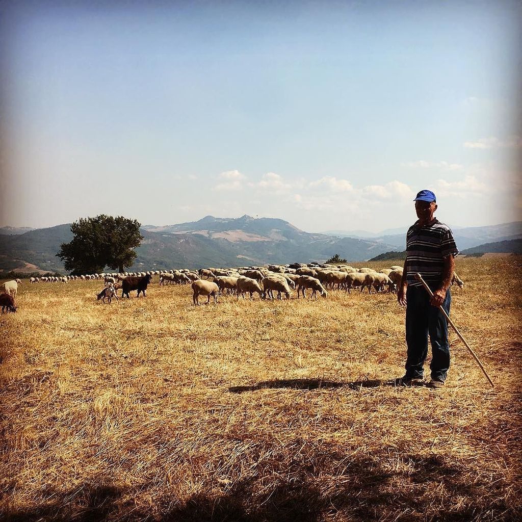 passport_kids's tweet photo. Jamie spent the afternoon with his uncle in the fields with the sheep and goats! #trueshepard #familytravel #famil… https://t.co/35hCgXTLvd https://t.co/BeZwvEFm3o