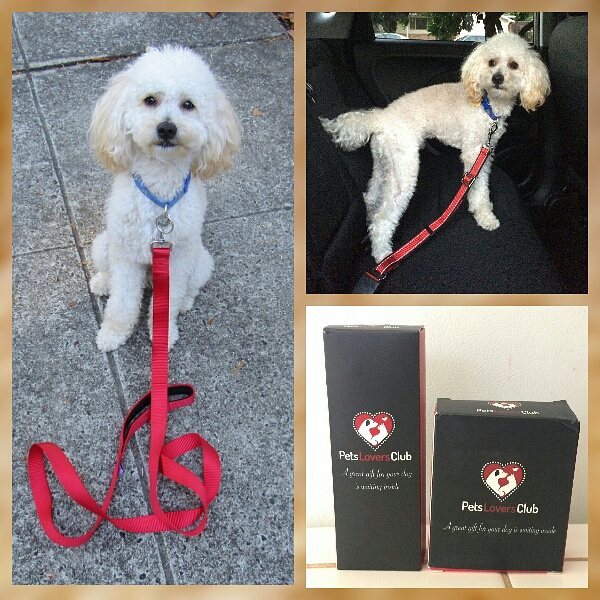 Pets Lovers Club Twitter