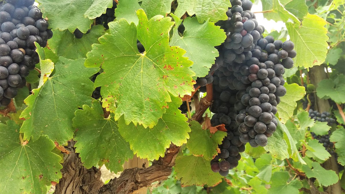 Les #vignes de #SaintJoseph sont au top!
#wine #RedWine #KeepCalm